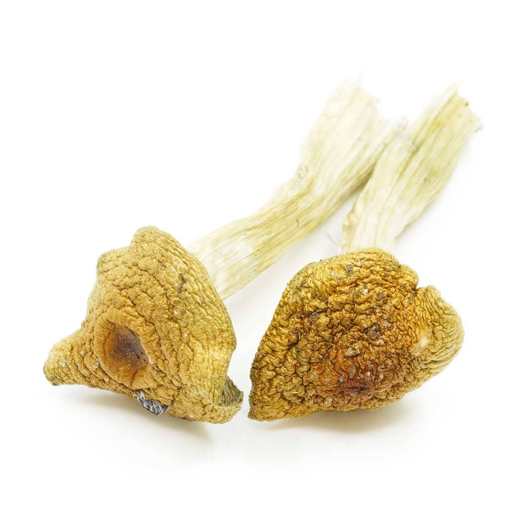 Buy Penis Envy Magic Mushrooms Online | Shroom Dispensary Canada | BC Weed  Edible