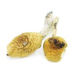 Golden Teachers Magic Mushrooms