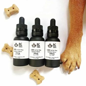 cbd oil for dogs