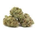 white shark strain with 3 buds