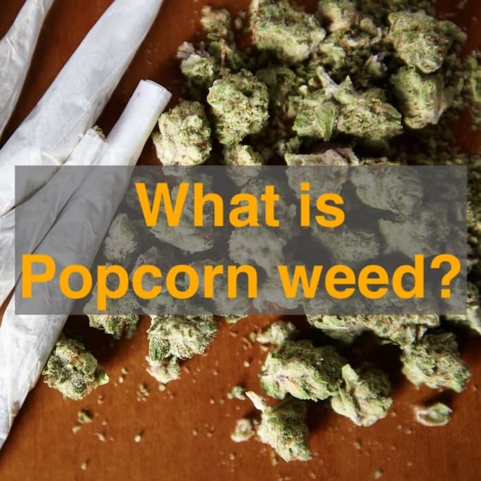 What is Popcorn weed? 2024 BC Weed Edible
