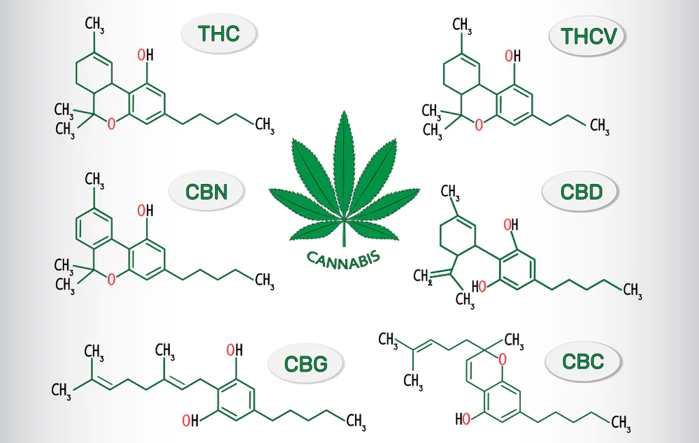 popular cannabinoids