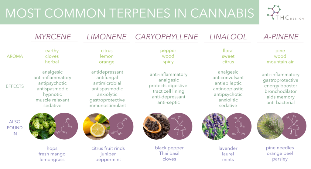 5 famous terpenes