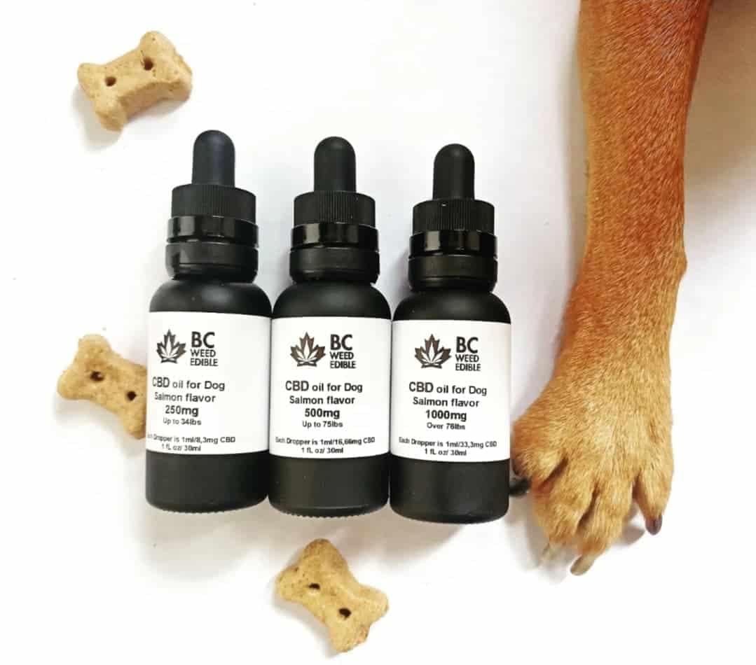 cbd oil for dogs